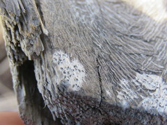 Xylographa parallela