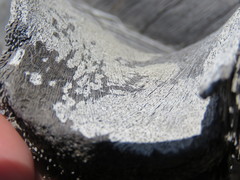 Xylographa parallela