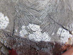 Xylographa parallela