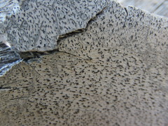 Xylographa parallela