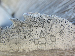 Xylographa parallela