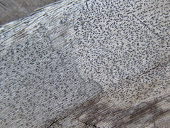 Xylographa parallela