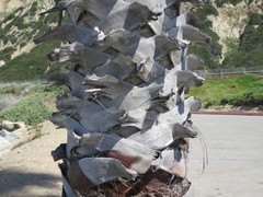 Xylographa parallela