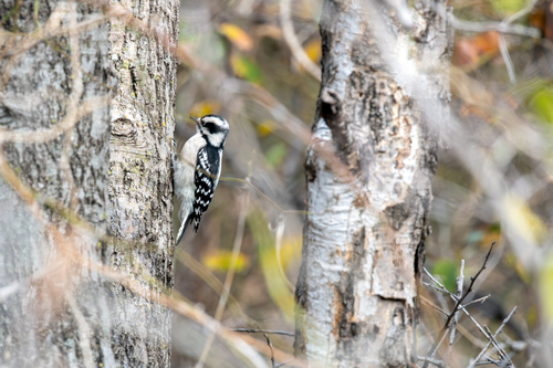 Observations by castlegrande · iNaturalist