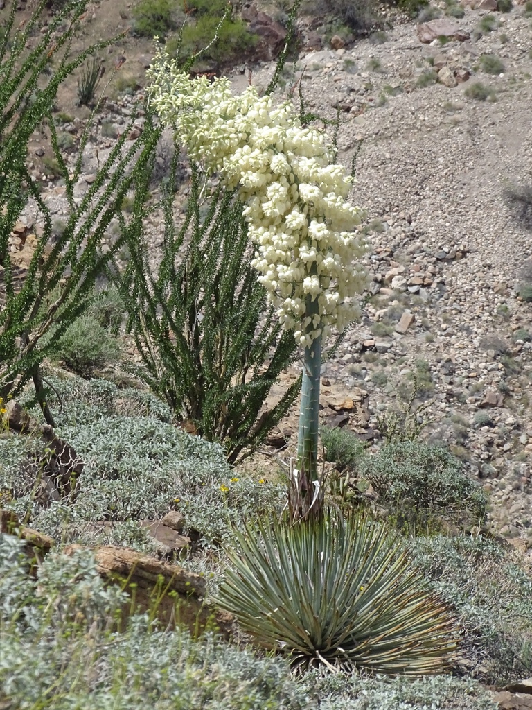 Newberry's yucca