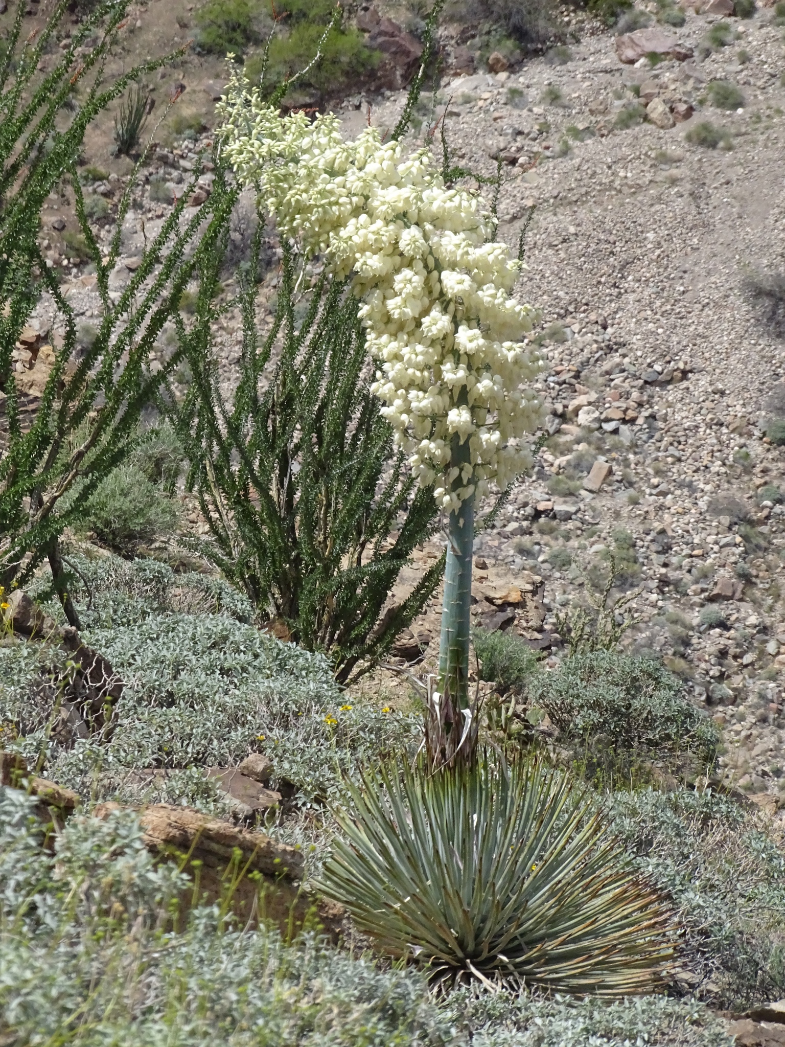 Hesperoyucca newberryi