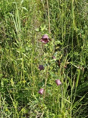 Codonopsis ussuriensis