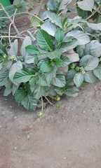 Plantago novae-zelandiae