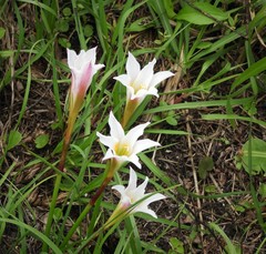 Zephyranthes atamasco