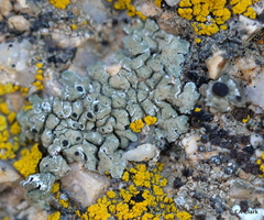 Lobothallia alphoplaca