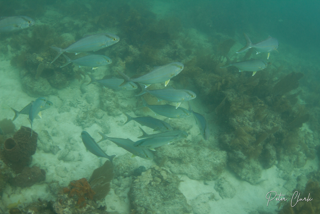 Amberjack (Seriola fasciata) — Carangidae
