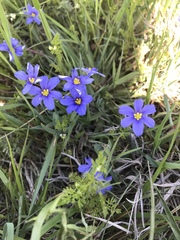 Sisyrinchium pruinosum
