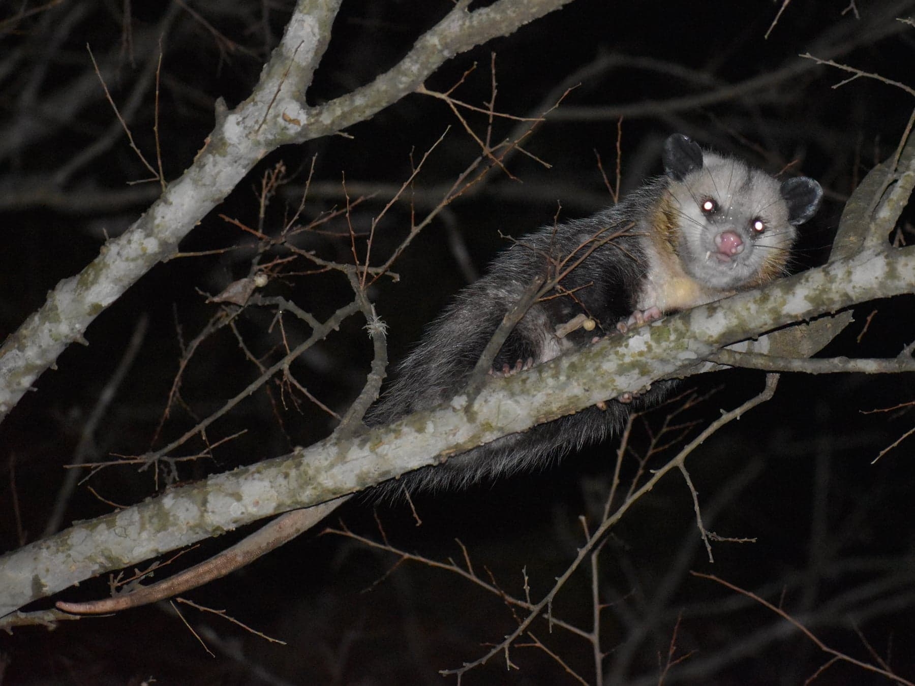 Didelphis virginiana<br>19 December, 2023