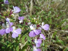 Collinsia violacea