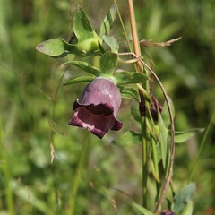 Codonopsis ussuriensis