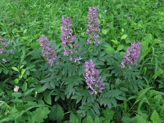 Dictamnus dasycarpus