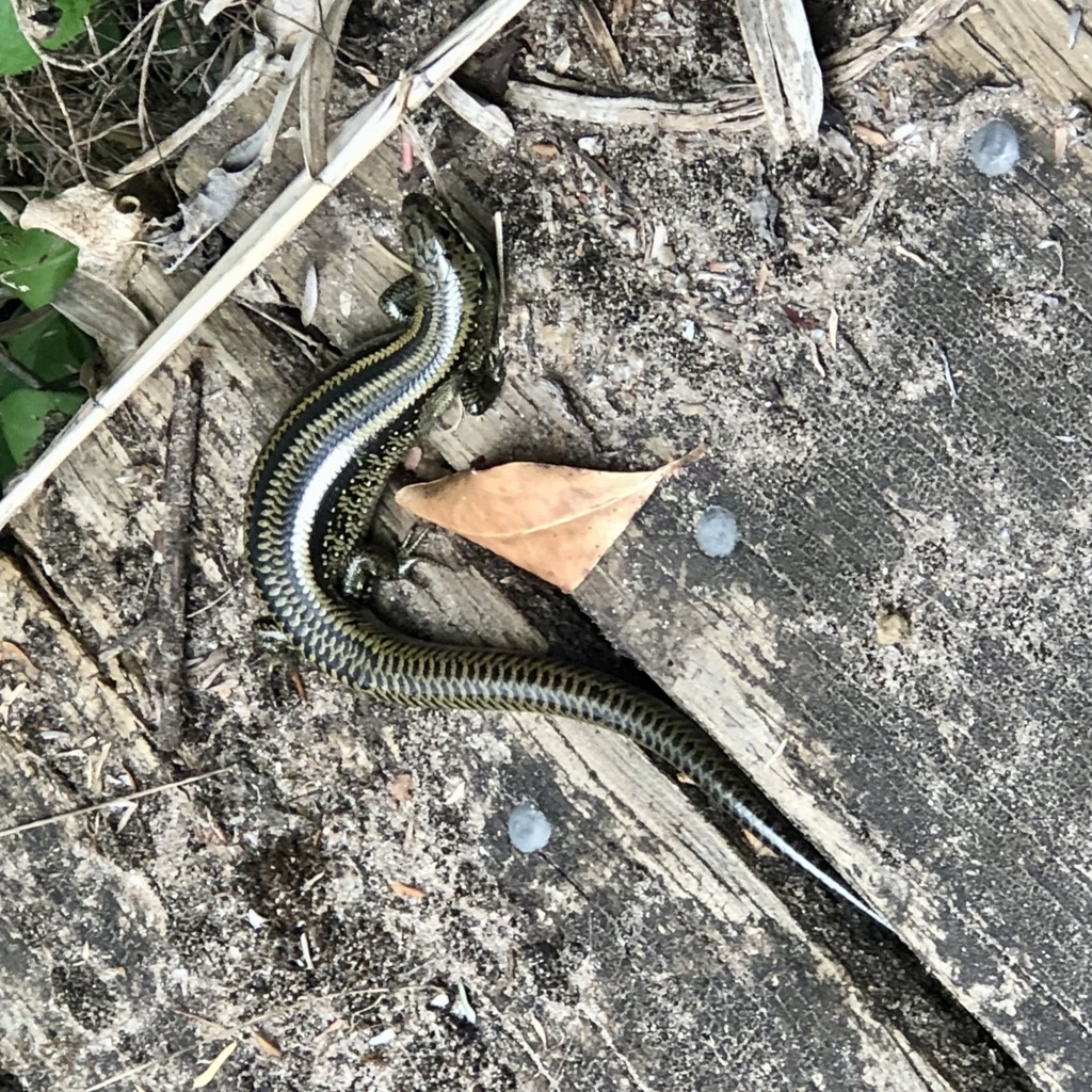 Eastern Mourning Skink