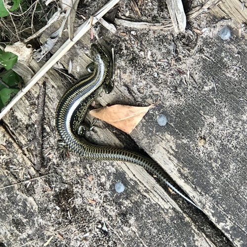 Eastern Mourning Skink, Lissolepis coventryi