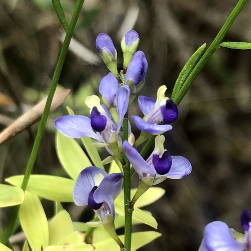 Comesperma volubile (Comesperma volubile)
