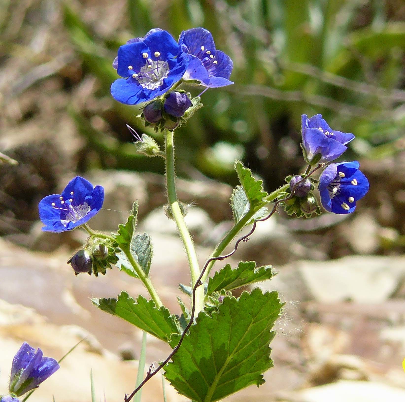 Phacelia viscida