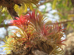 Tillandsia ionantha