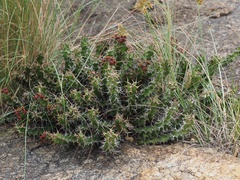 Euphorbia vandermerwei