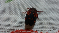 Mahanarva fraseri