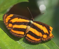 Pantoporia paraka