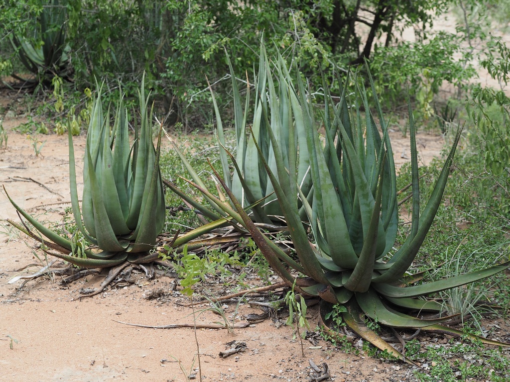 Aloe pienaarii; photograph (c) Rosario Douglas, some rights reserved (CC BY)