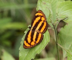Pantoporia paraka