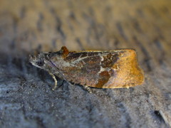 Evora hemidesma