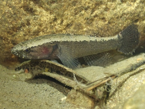 Broadhead sleeper (Eleotris fusca) — Eleotridae — 4