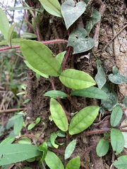 Hydrangea viburnoides