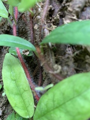 Hydrangea viburnoides