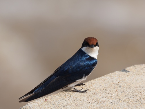 Wire-tailed Swallow (Hirundo smithii)