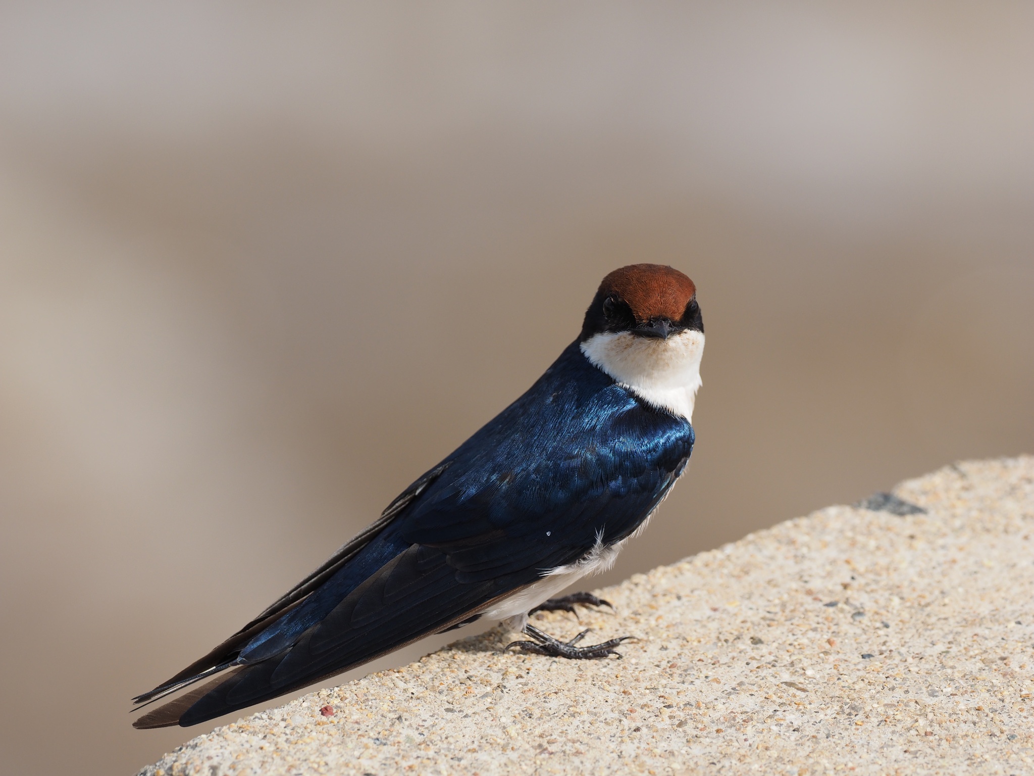 Wire-tailed Swallow illustration