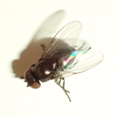 Melanagromyza senecionella