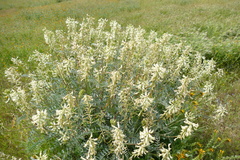 Astragalus oxyphysus
