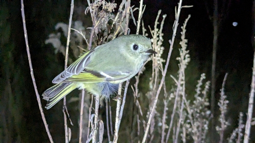 Ruby-crowned Kinglet photographed in Louisiana