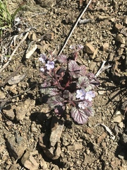 Phacelia longipes
