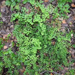 Adiantum jordanii image