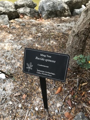 Terminalia molinetii