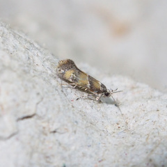 Promalactis lobatifera