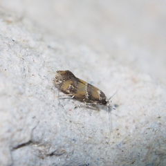Promalactis lobatifera