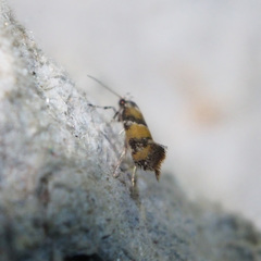 Promalactis lobatifera