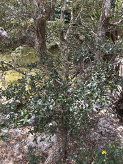 Terminalia molinetii