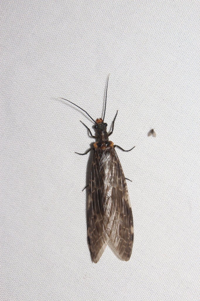 Neochauliodes indicus