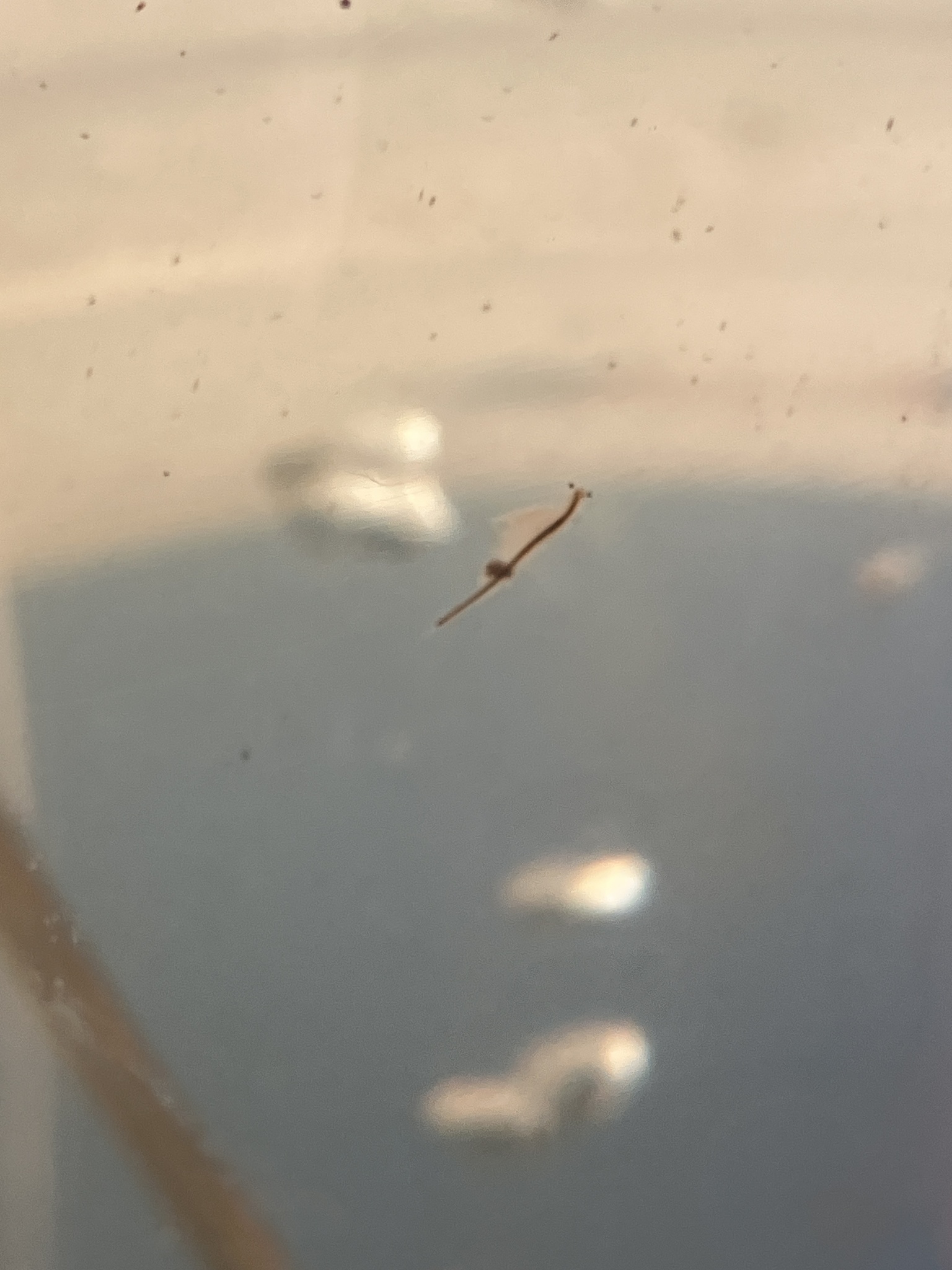 Artemia monica Verrill, 1869