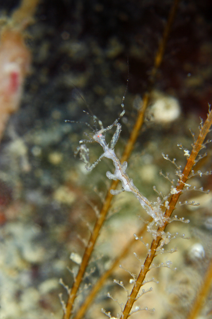 Pseudoprotella