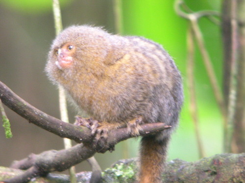 Pygmy Marmoset